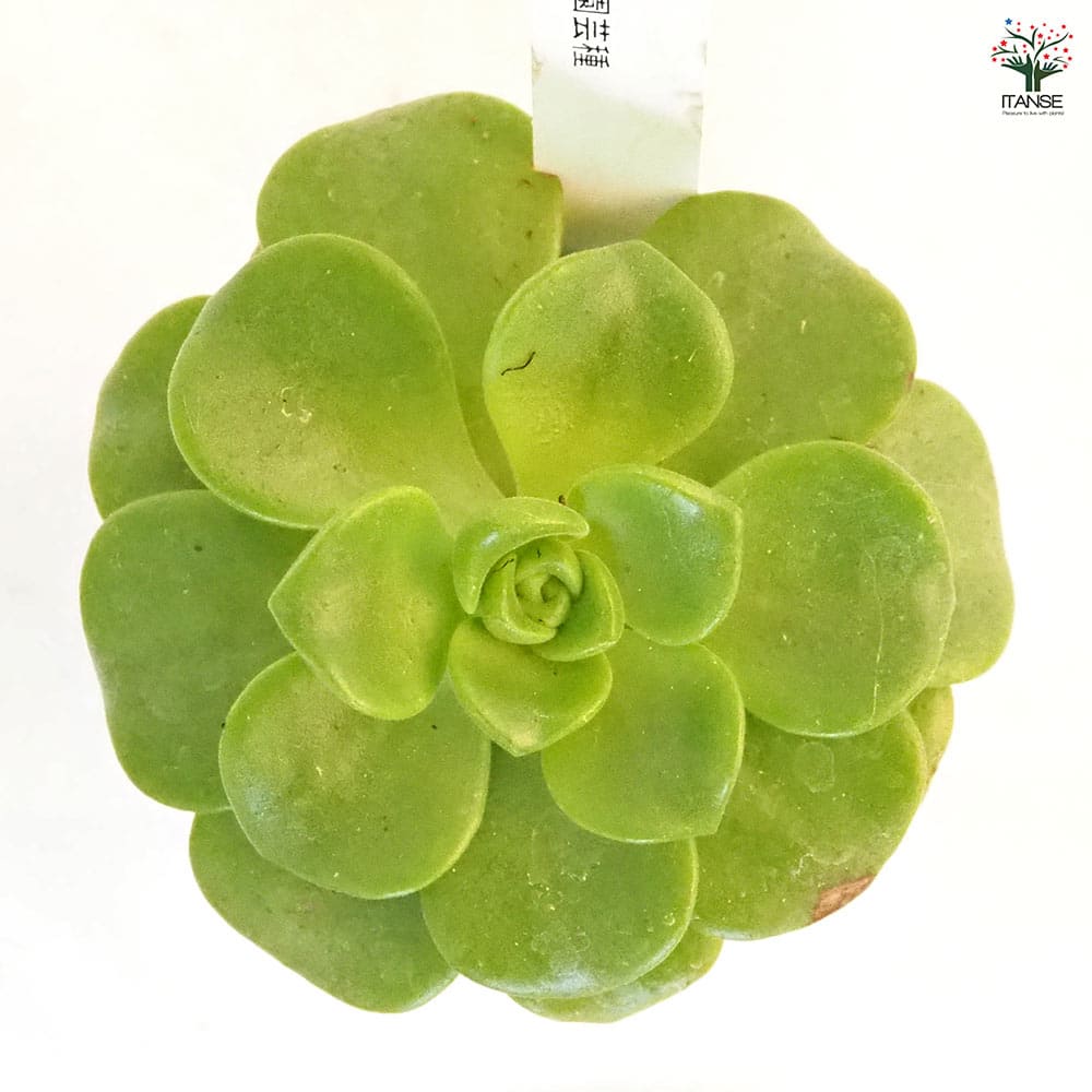 アエオニウム リリーパッド 【多肉植物 2.5号／1個売り】｜ 【植物の