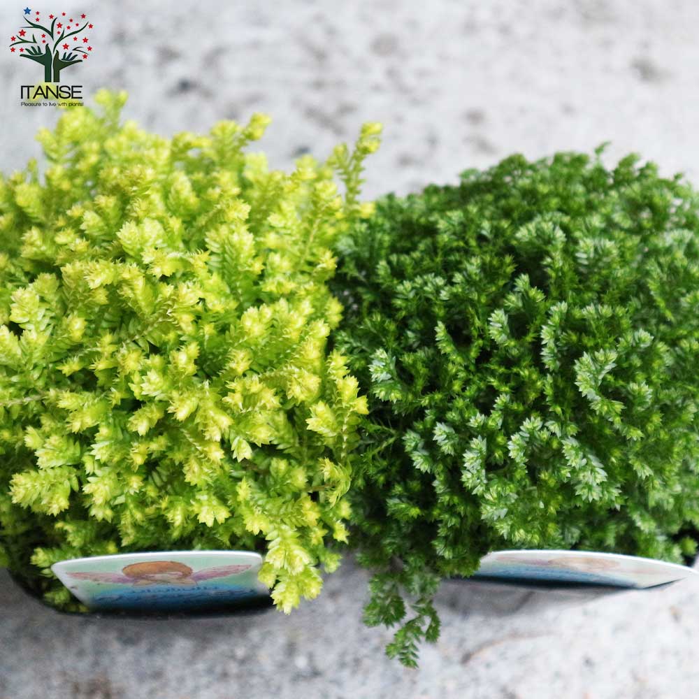 Itanse良品セレクト通販 Itanse良品セレクト通販