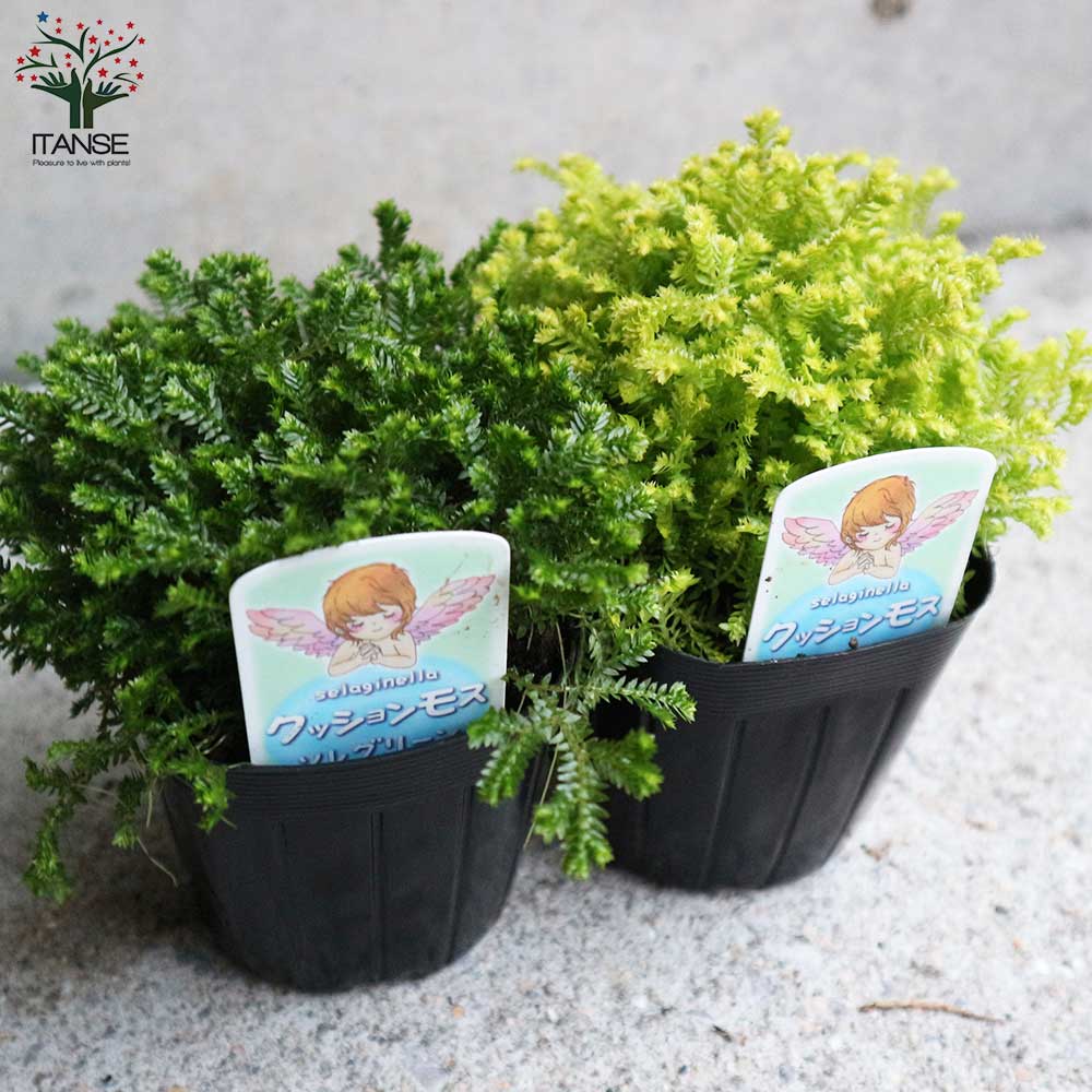 クッションモス プロンシアーナ 3号ポット苗 4個セット学名 返品送料無料 クッションモス プロンシアーナ 3号ポット苗 4個セット学名 返品送料無料