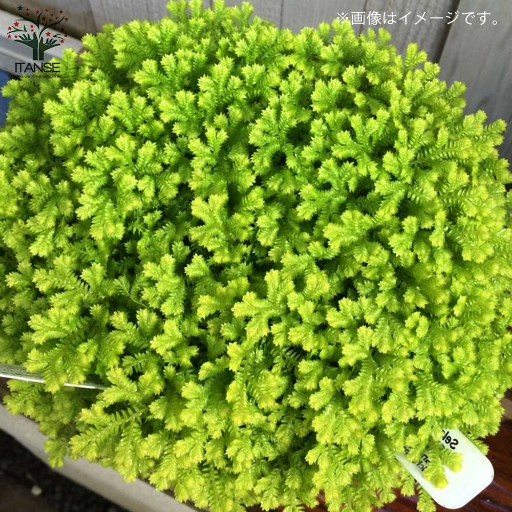 クッションモス(セラギネラ) オーロラ＆ソレグリーン各2個【観葉植物 3号ポット苗 グランドカバー苗／お買い得4個セット】