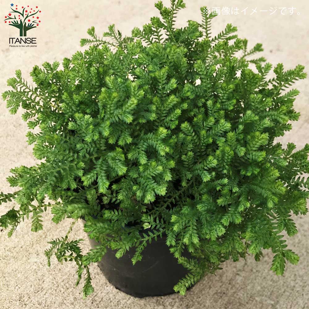 クッションモス プロンシアーナ 3号ポット苗 4個セット学名 超目玉 12月 クッションモス プロンシアーナ 3号ポット苗 4個セット学名 超目玉 12月