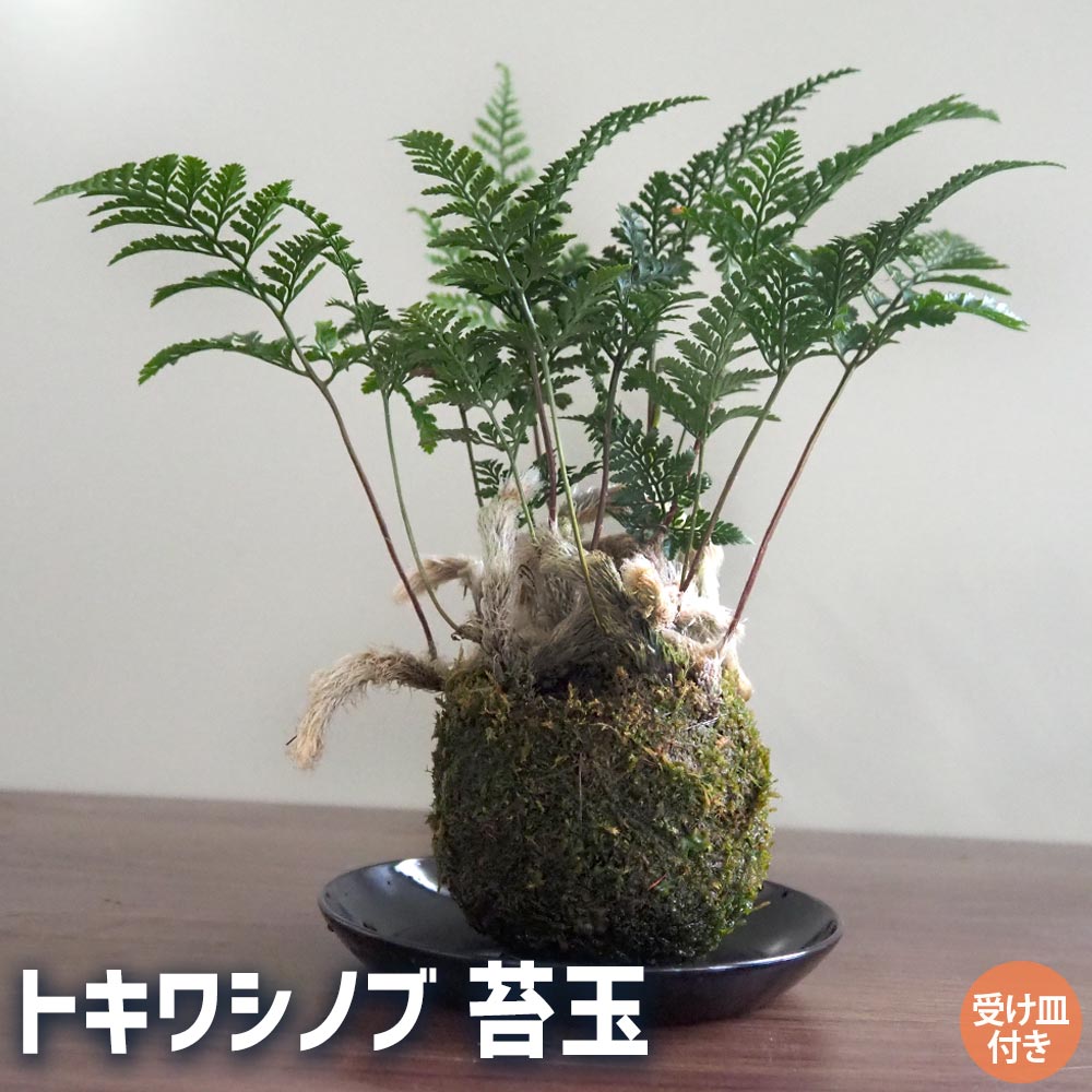 古根(苔つき) 6e378d3d9da6ba5163e32da989763c