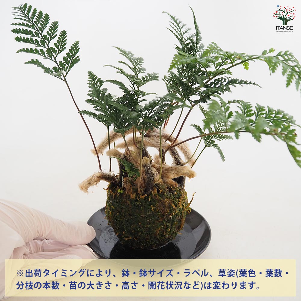 トキワシノブ 苔玉(大) 【観葉植物 ／1個売り】｜ 【植物の