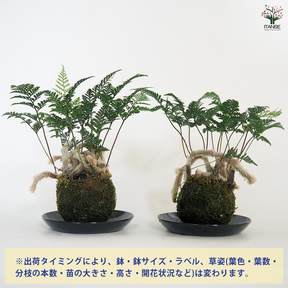 苔玉・苔 AM2 苔玉・苔 AM2 MYK】KOKEDAMA-kubo 苔玉-窪 | 丸三安田瓦工業オンライン