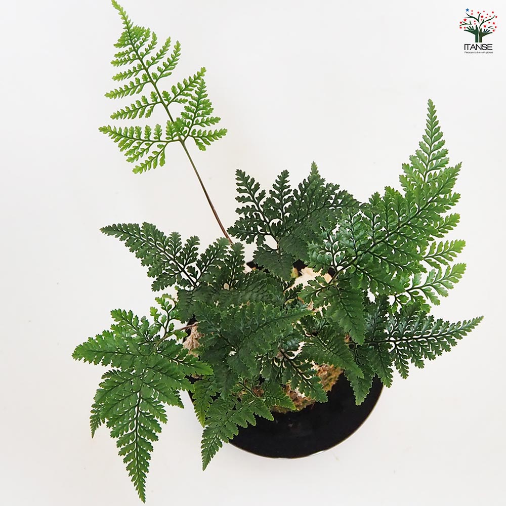 トキワシノブ 苔玉(大) 【観葉植物 ／1個売り】｜ 【植物の