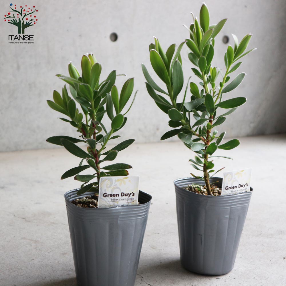 リューカデンドロン・サマーサン【庭木 4号ポット／1個売り】｜ 【植物