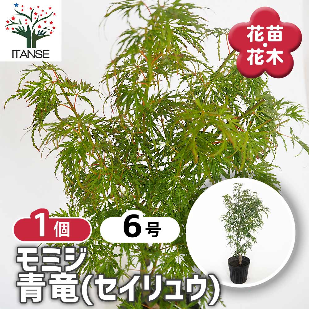 モミジ(カエデ)の苗木 青竜(セイリュウ) 【花木苗 6号／1個売り