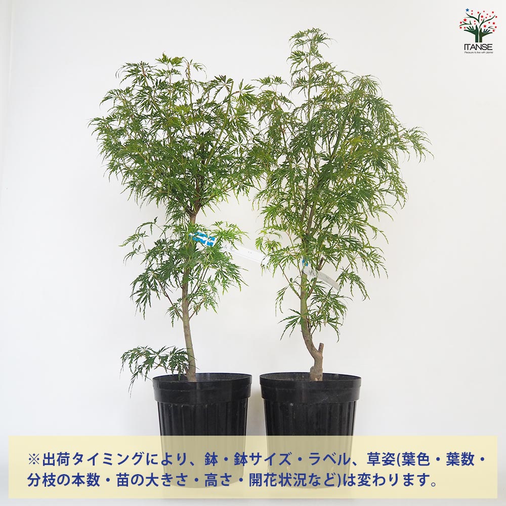 モミジ(カエデ)の苗木 青竜(セイリュウ) 【花木苗 6号／1個売り