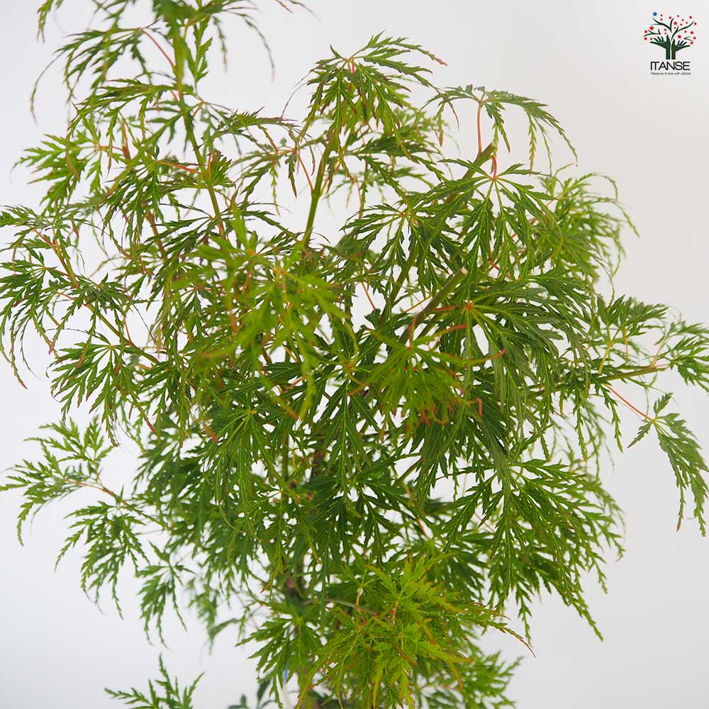 モミジ(カエデ)の苗木 青竜(セイリュウ) 【花木苗 6号／1個売り