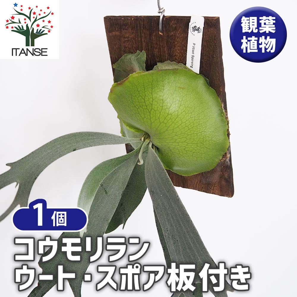 コウモリラン ウート スポア板付き  【観葉植物 ／1個売り】