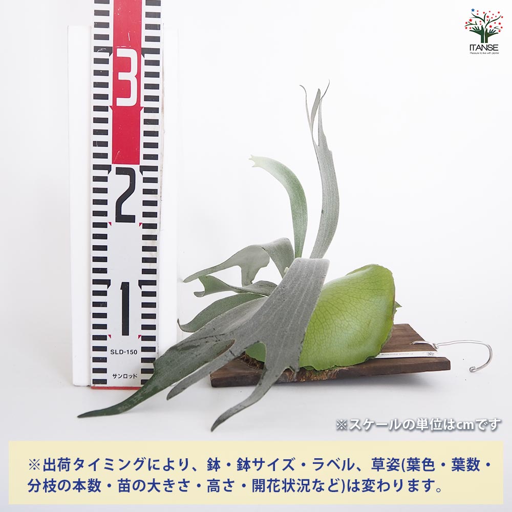コウモリラン ウート スポア板付き  【観葉植物 ／1個売り】