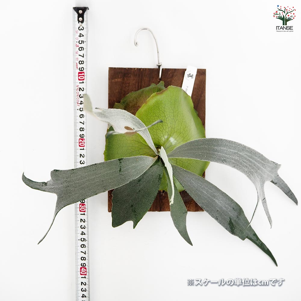 コウモリラン ウート スポア板付き  【観葉植物 ／1個売り】