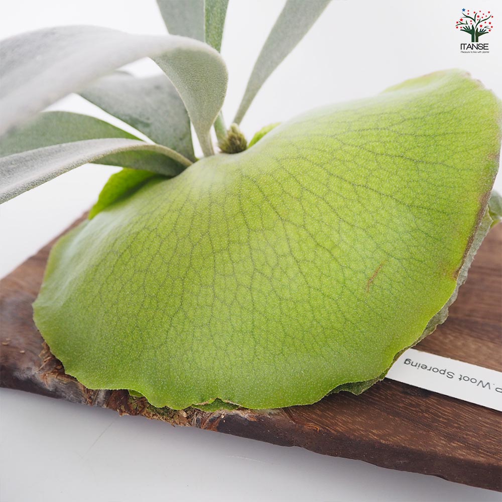 コウモリラン ウート スポア板付き  【観葉植物 ／1個売り】