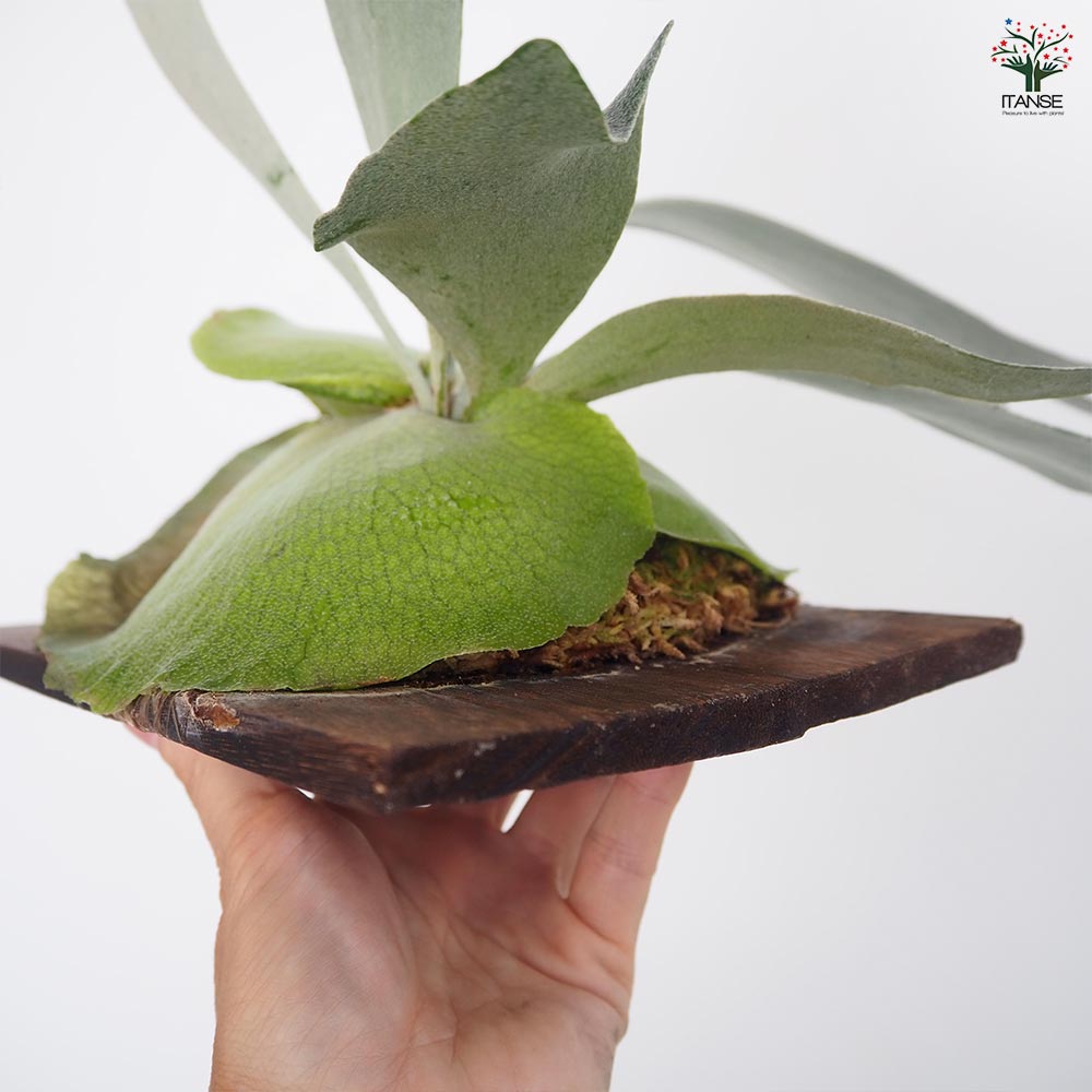 コウモリラン ウート スポア板付き  【観葉植物 ／1個売り】