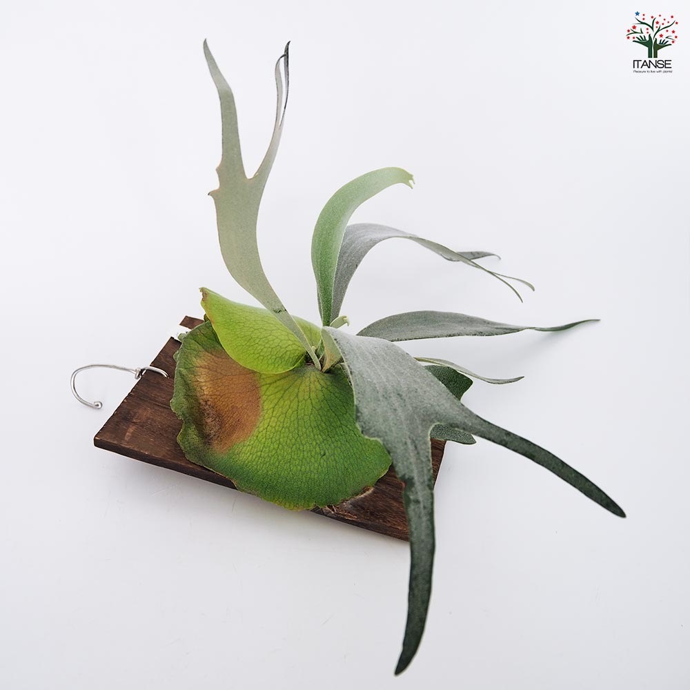 コウモリラン ウート スポア板付き  【観葉植物 ／1個売り】