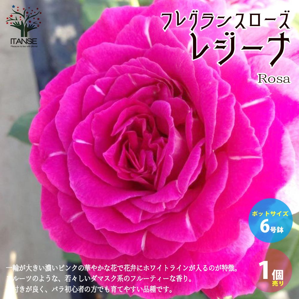 フレグランスローズ・レジーナ【花苗 6号鉢 バラ大苗 2年生 国産接ぎ木／1個売り】