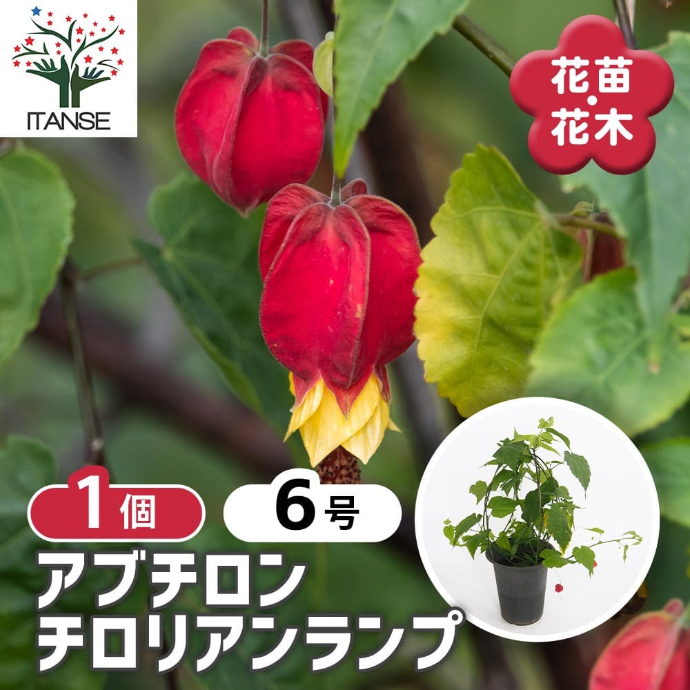 アブチロン チロリアンランプ 【花木苗 6号／1個売り】｜ 【植物の