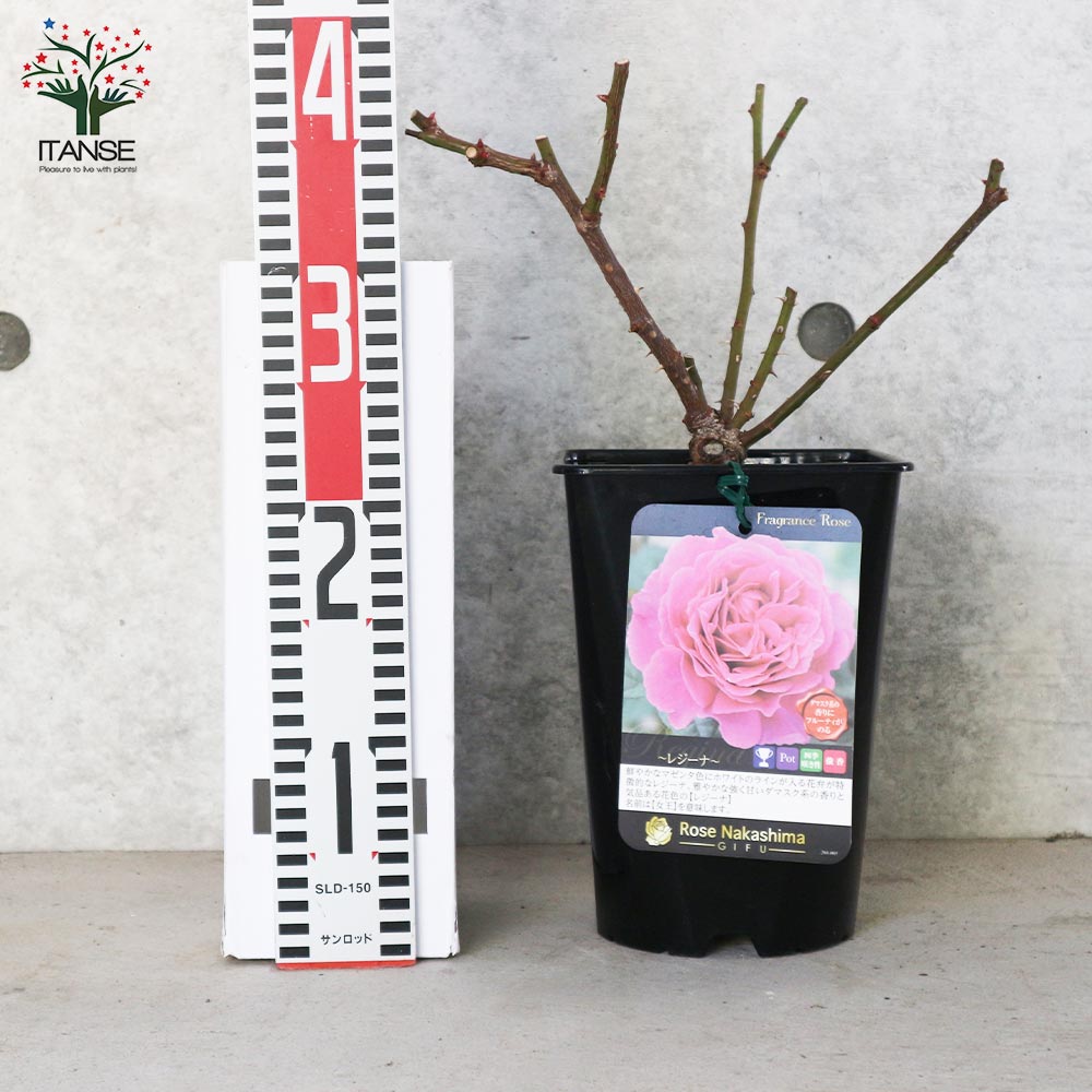 フレグランスローズ・レジーナ【花苗 6号鉢 バラ大苗 2年生 国産接ぎ木／1個売り】