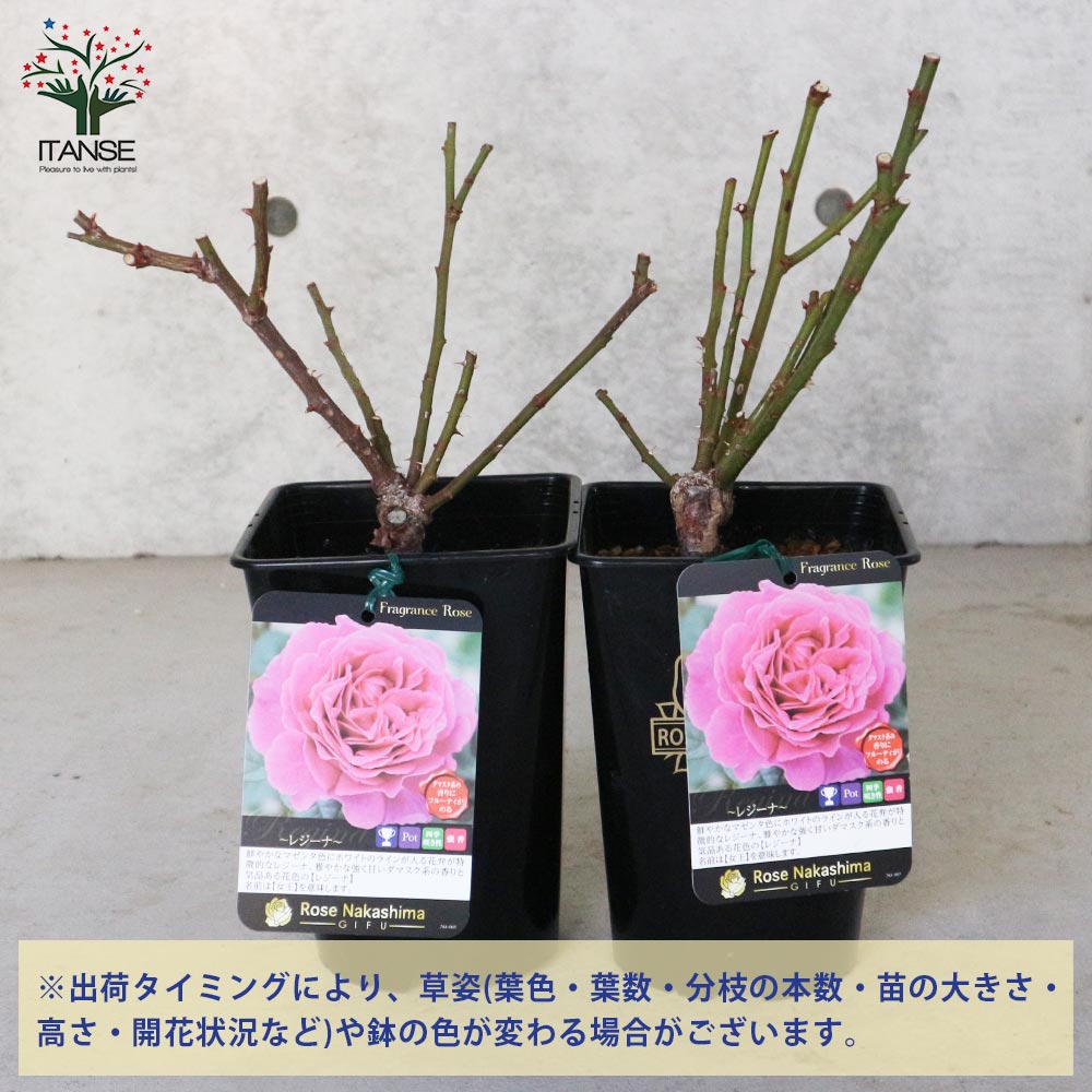 フレグランスローズ・レジーナ【花苗 6号鉢 バラ大苗 2年生 国産接ぎ木／1個売り】