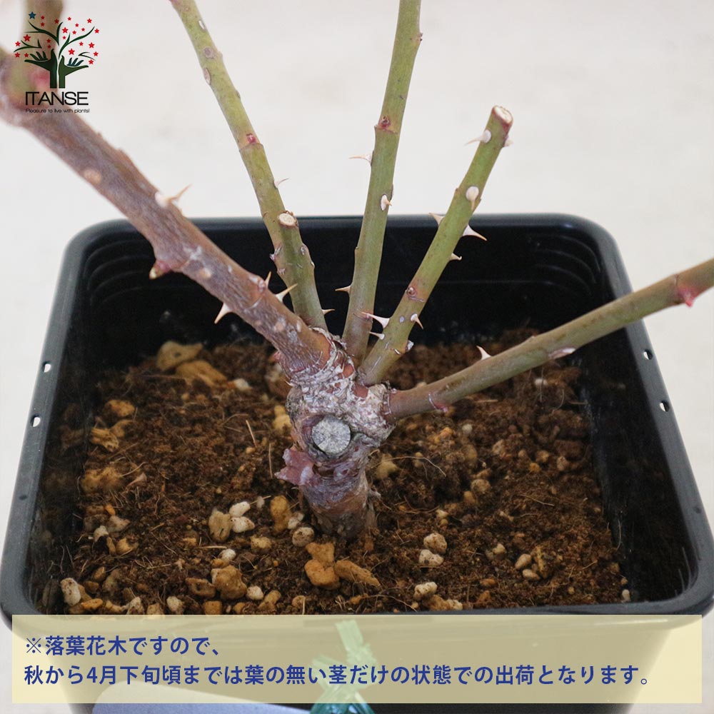 フレグランスローズ・レジーナ【花苗 6号鉢 バラ大苗 2年生 国産接ぎ木／1個売り】