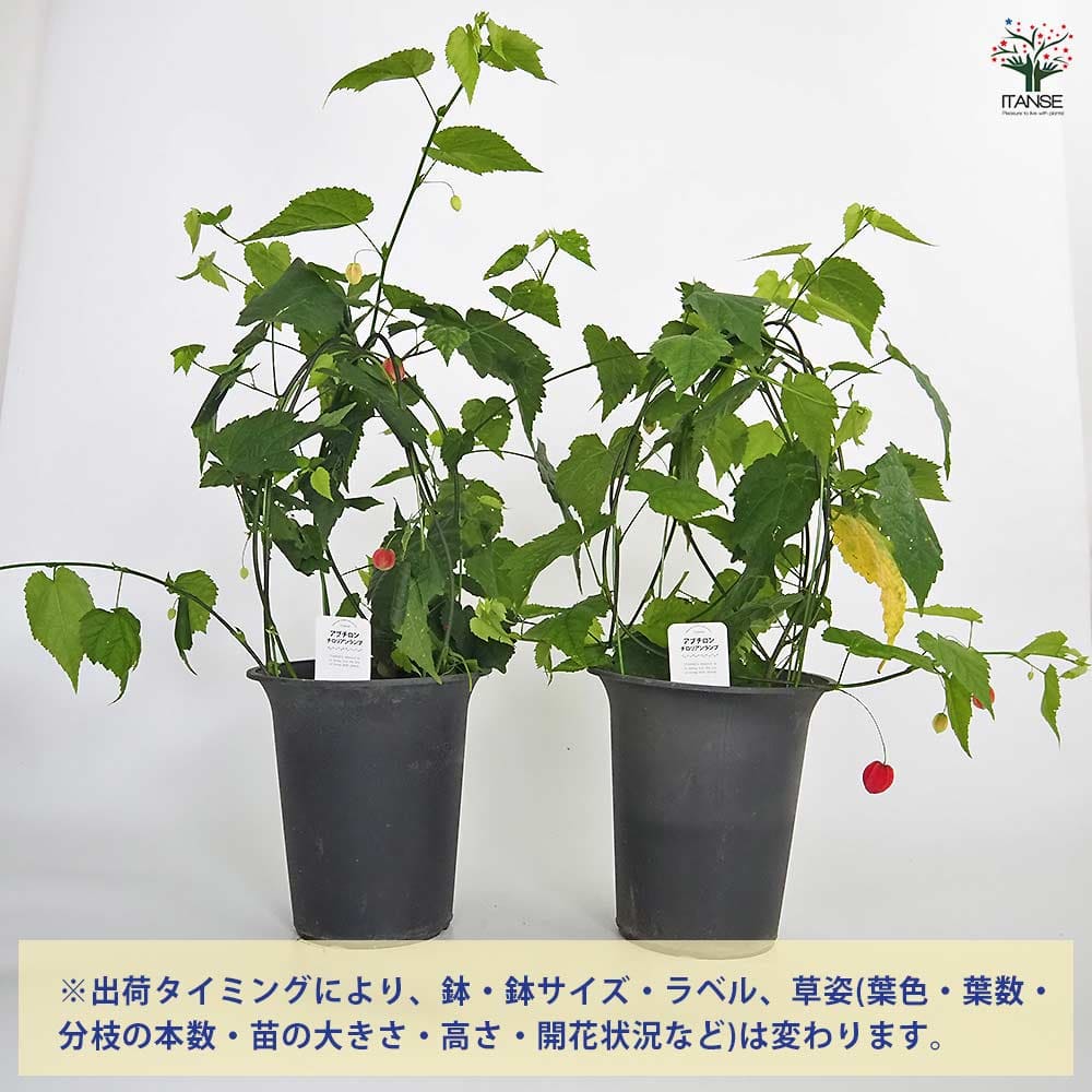 アブチロン チロリアンランプ 【花木苗 6号／1個売り】｜ 【植物の 