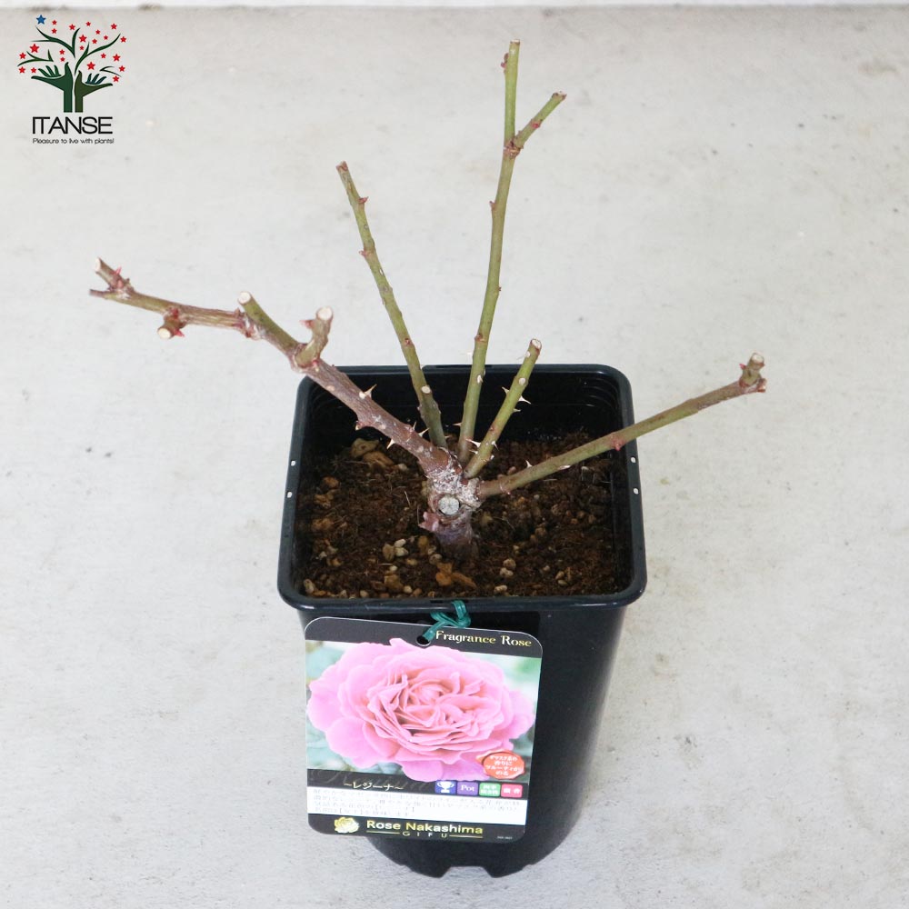 フレグランスローズ・レジーナ【花苗 6号鉢 バラ大苗 2年生 国産接ぎ木／1個売り】