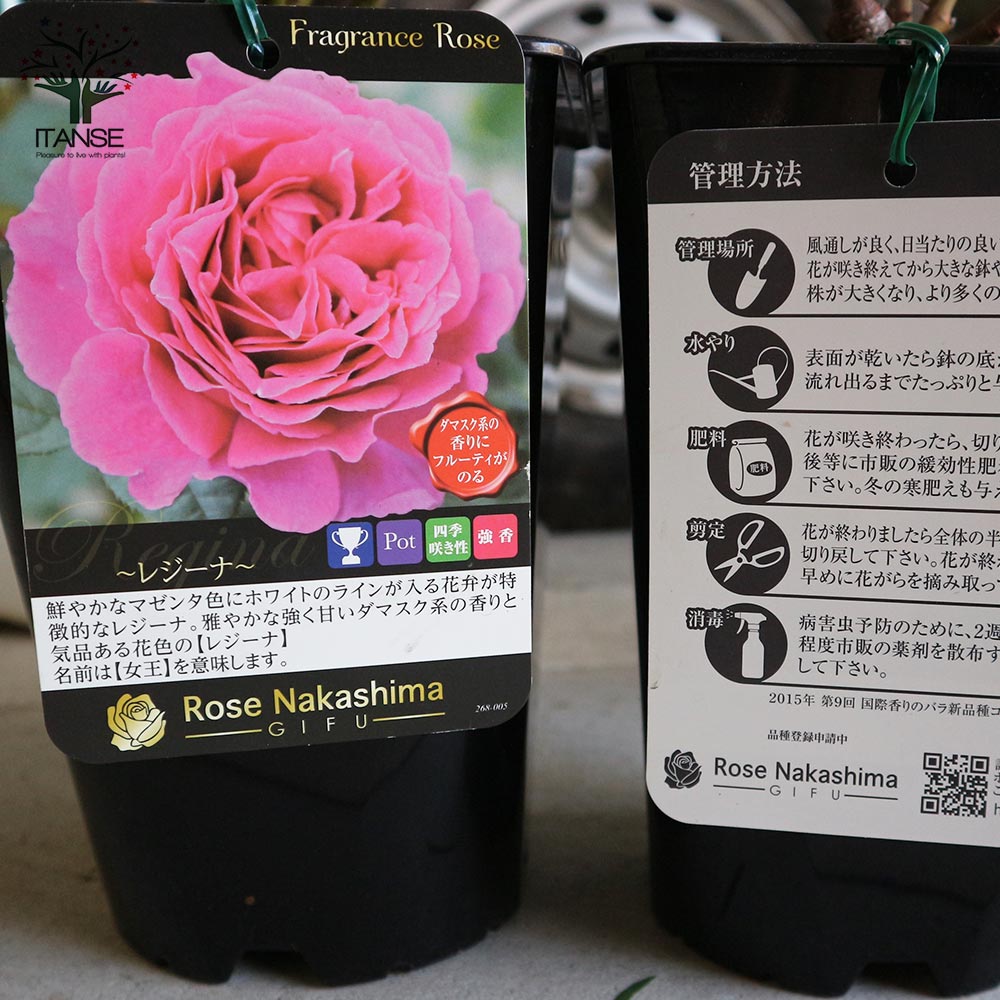 フレグランスローズ・レジーナ【花苗 6号鉢 バラ大苗 2年生 国産接ぎ木／1個売り】