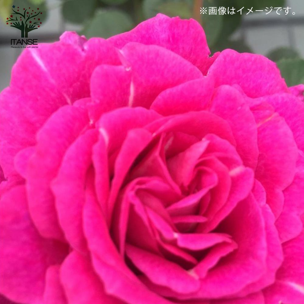 フレグランスローズ・レジーナ【花苗 6号鉢 バラ大苗 2年生 国産接ぎ木／1個売り】