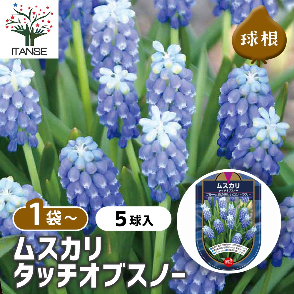 6月発送ご希望 ムスカリ球根 ムスカリ アズレウム 【花球根 5球】｜ 【植物のITANSE