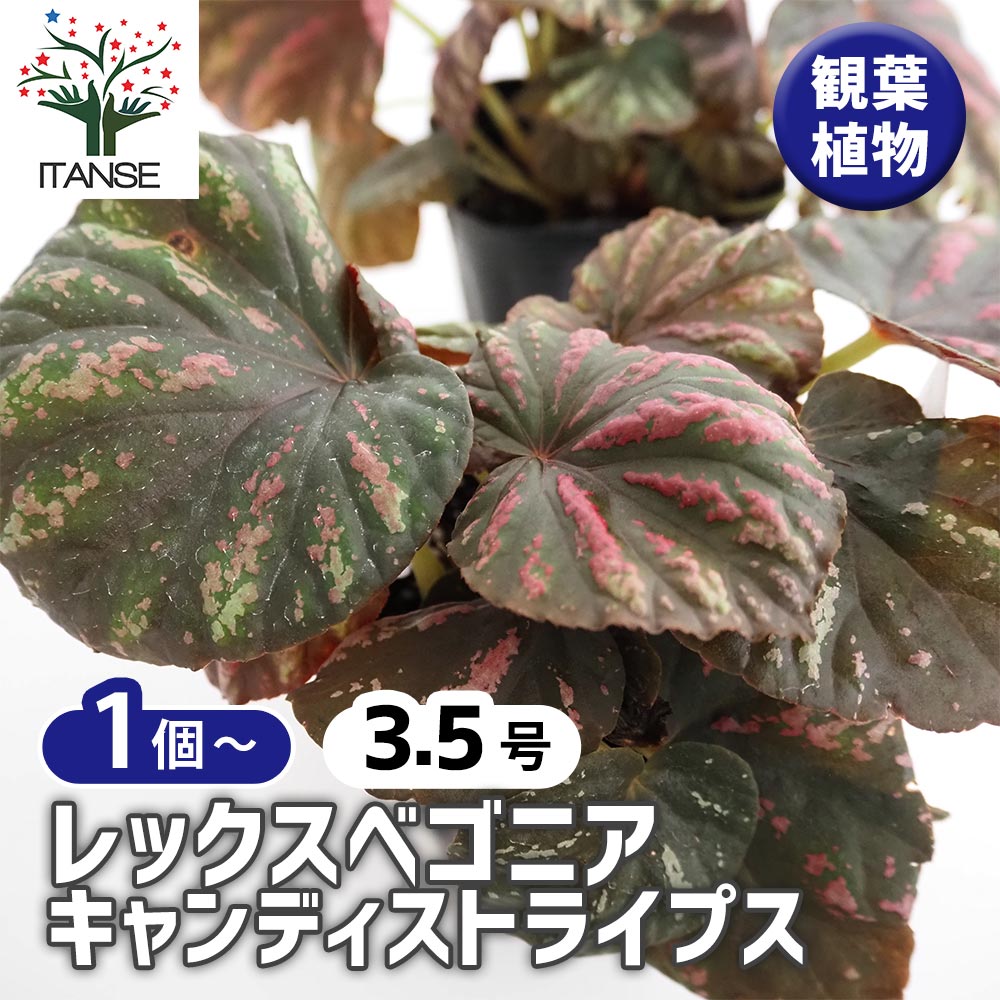 レックスベゴニア キャンディStripes 【観葉植物 3.5号】｜ 【植物の
