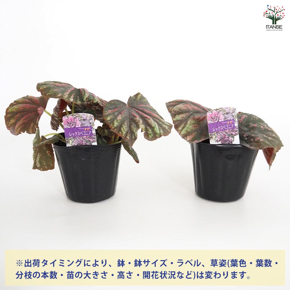 レックスベゴニア キャンディStripes 【観葉植物 3.5号】｜ 【植物の