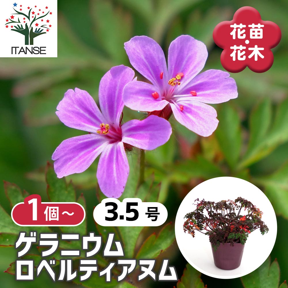 ゲラニウム ロベルティアヌム 【花苗 3.5号】｜ 【植物のITANSE