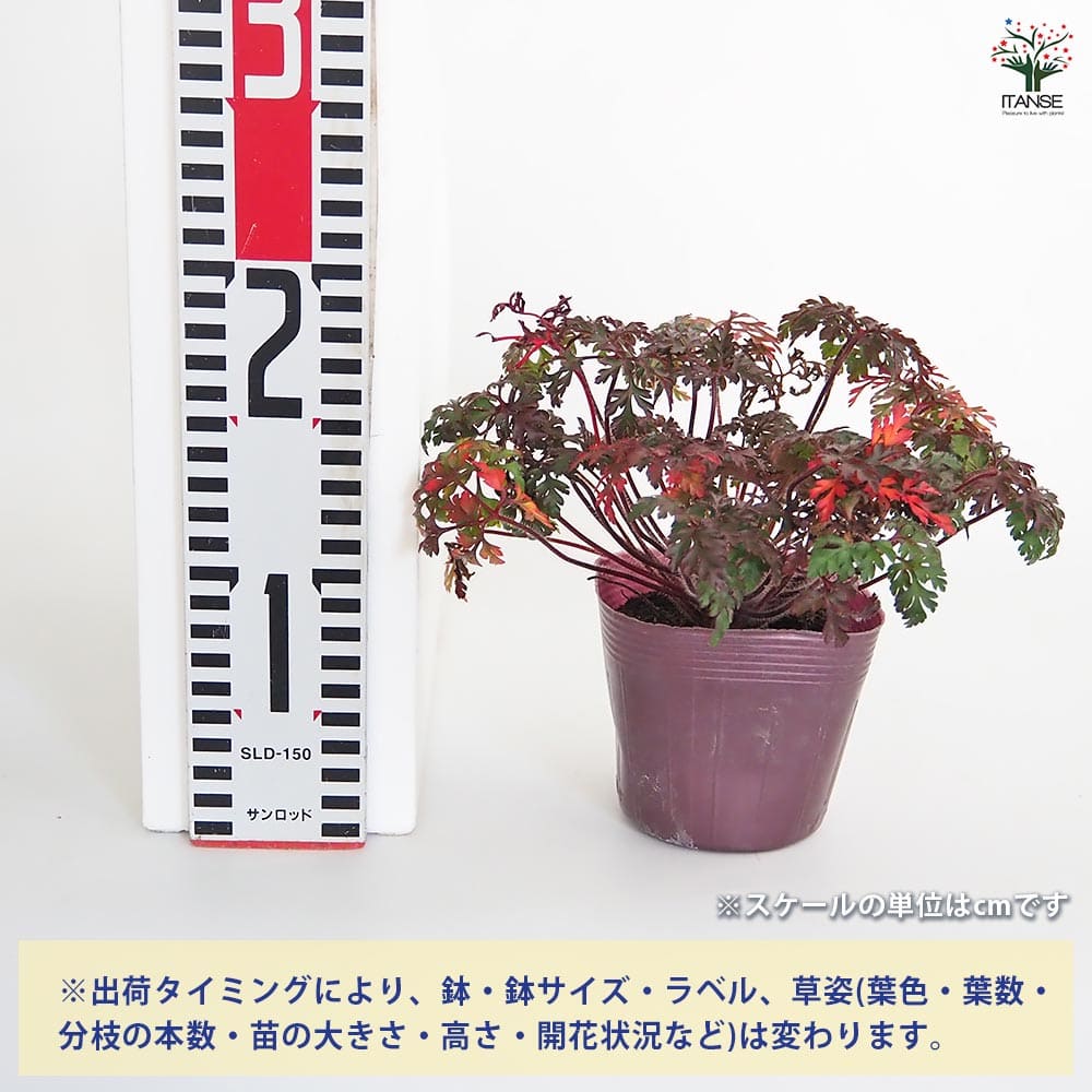 ゲラニウム ロベルティアヌム 【花苗 3.5号】｜ 【植物のITANSE