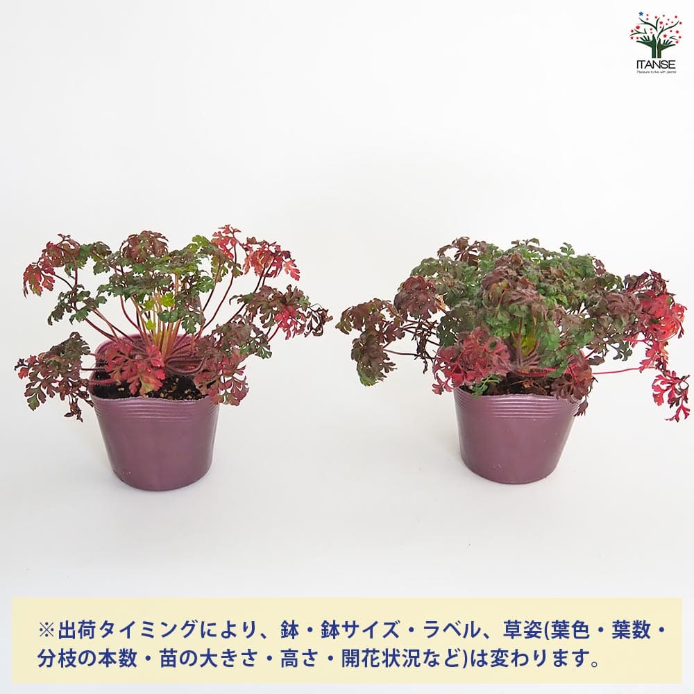 ゲラニウム ロベルティアヌム 【花苗 3.5号】｜ 【植物のITANSE