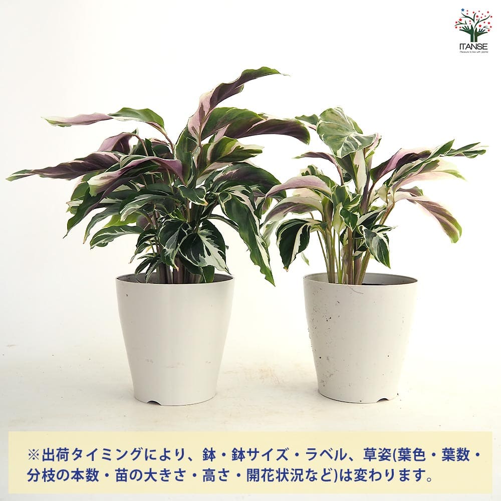 カラテア ホワイトフュージョン 【観葉植物 4号】｜ 【植物の