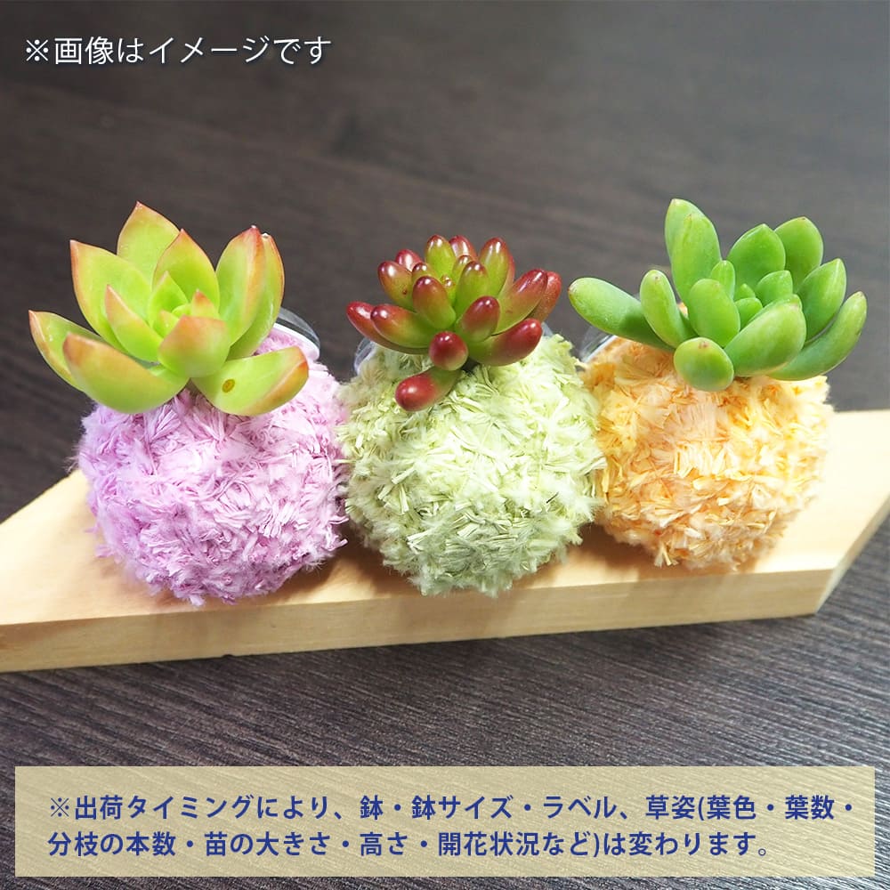 多肉寄せ植え モスビー 三兄弟 板【多肉植物 】｜ 【植物の
