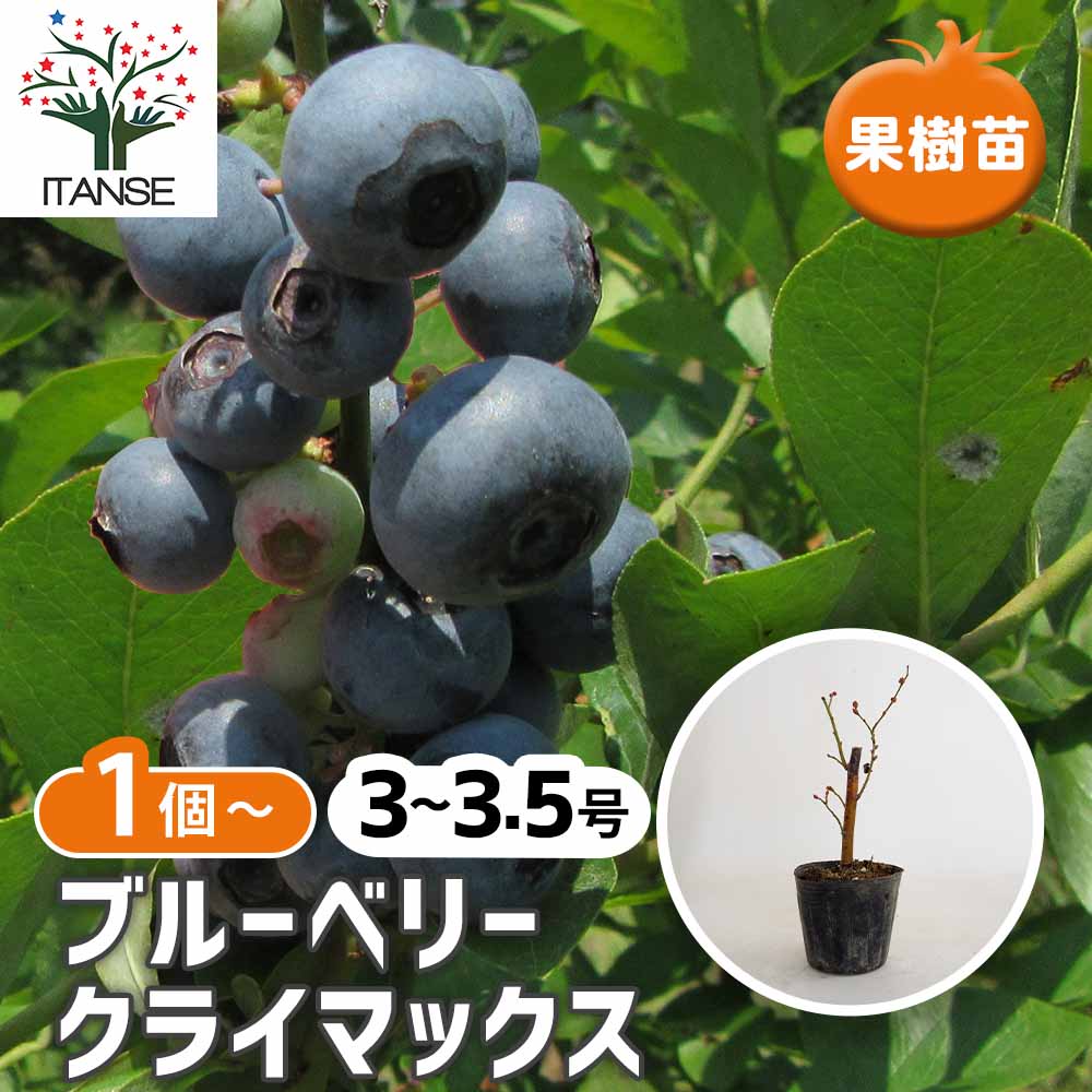 ブルーベリー クライマックス 【果樹の苗 3.5号】｜ 【植物の