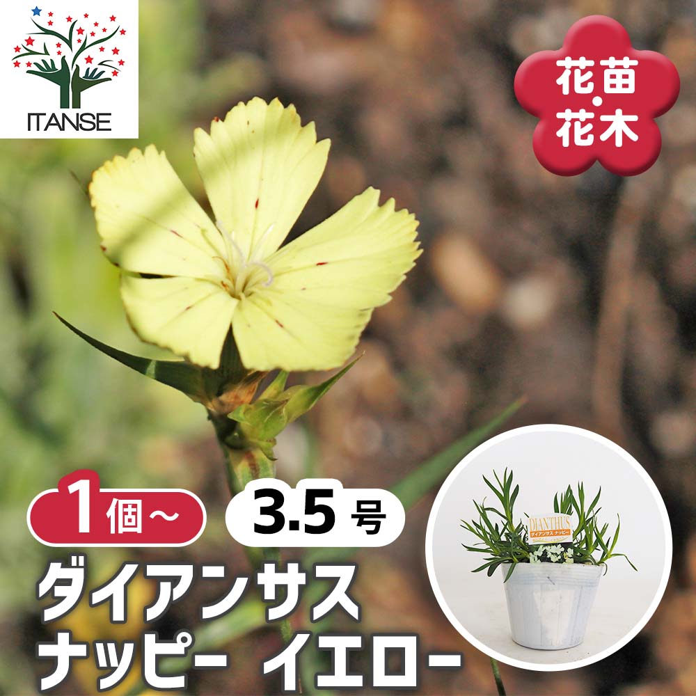 ダイアンサス ナッピーイエロー 【花苗 3.5号】｜ 【植物の