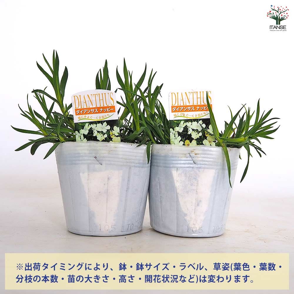 ダイアンサス ナッピーイエロー 【花苗 3.5号】｜ 【植物の