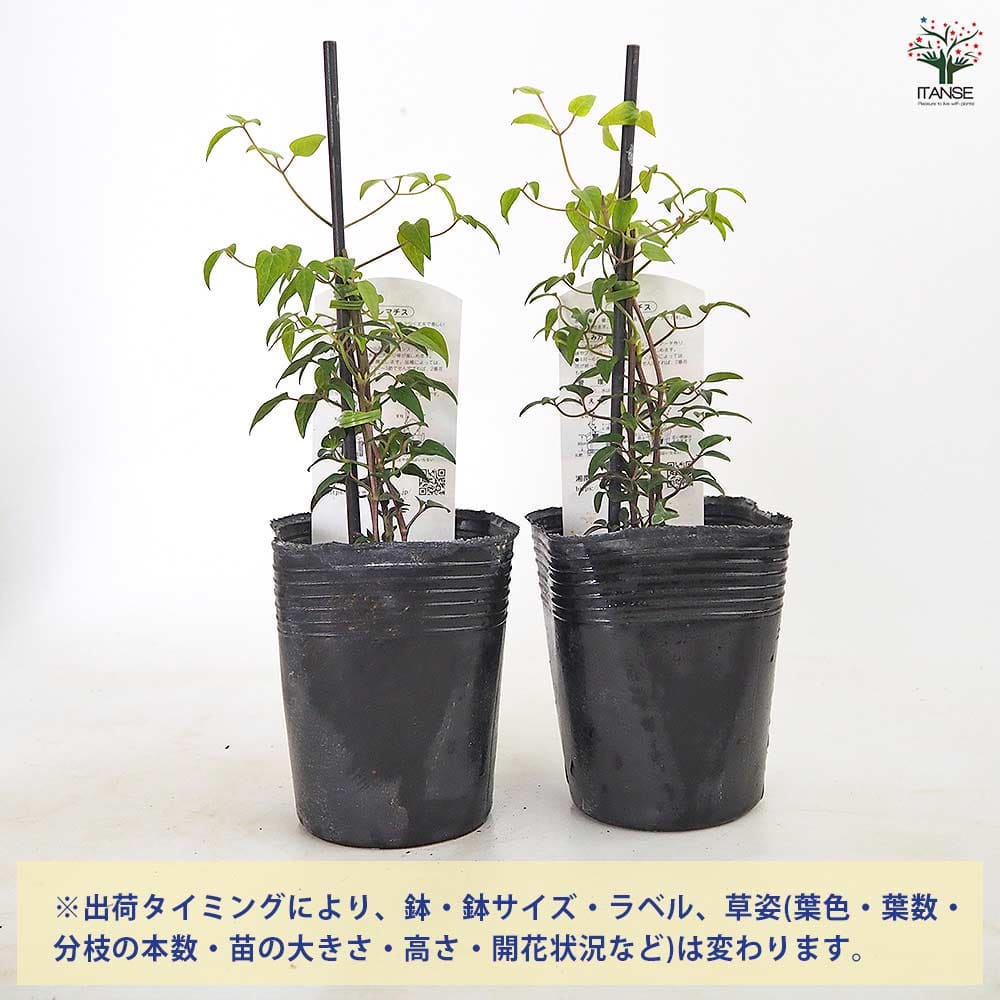 クレマチス 燦燦(さんさん) 【花苗 3.5号／1個売り】｜ 【植物の
