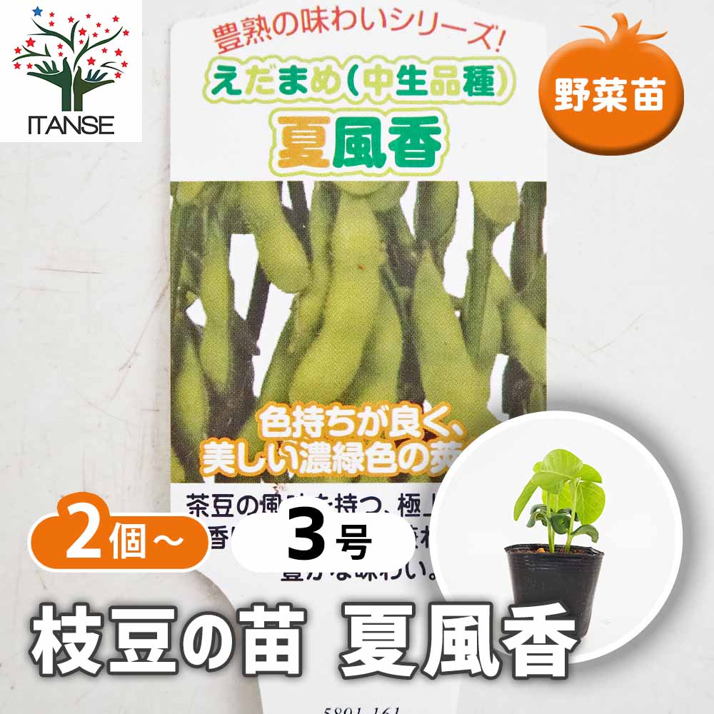 枝豆の苗 夏風香2個～ 【野菜の苗 3号】｜ 【植物のITANSE】全品