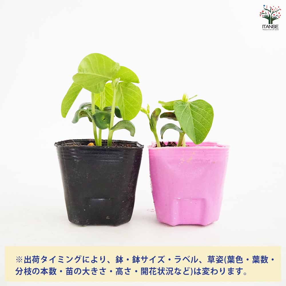 枝豆の苗 夏風香2個～ 【野菜の苗 3号】｜ 【植物のITANSE】全品