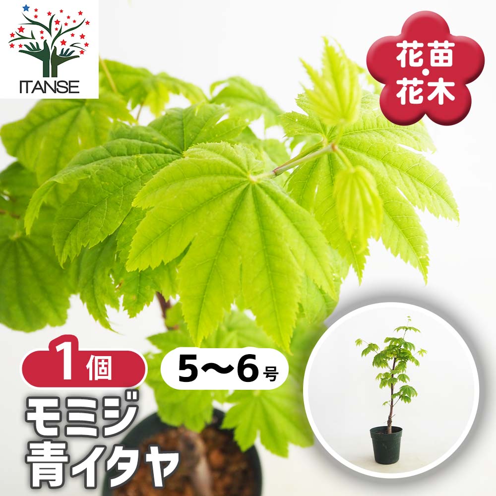 モミジ(カエデ)の苗木 青イタヤ 【庭木 5号／1個売り】｜ 【植物の