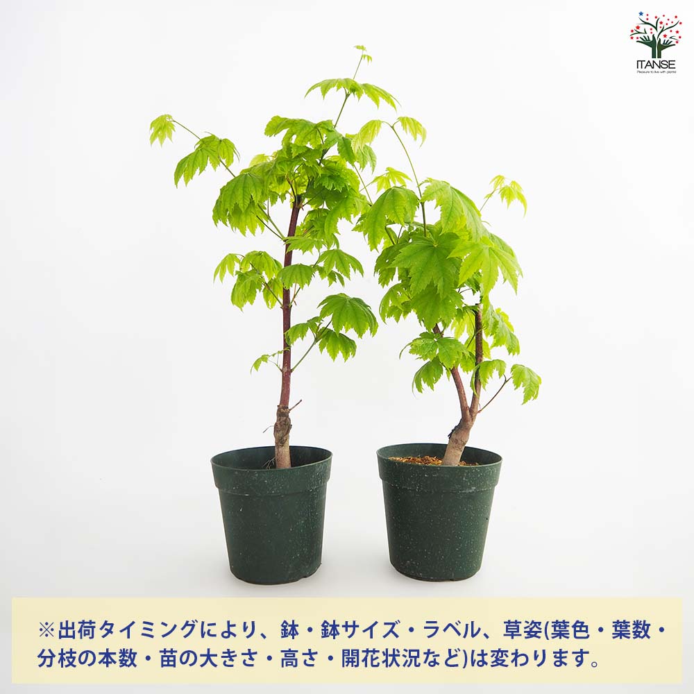 モミジ(カエデ)の苗木 青イタヤ 【庭木 5号／1個売り】｜ 【植物の