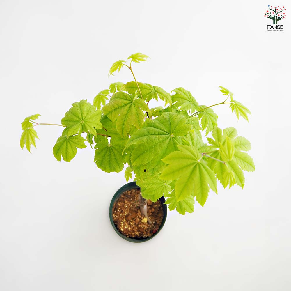 モミジ(カエデ)の苗木 青イタヤ 【庭木 5号／1個売り】｜ 【植物の