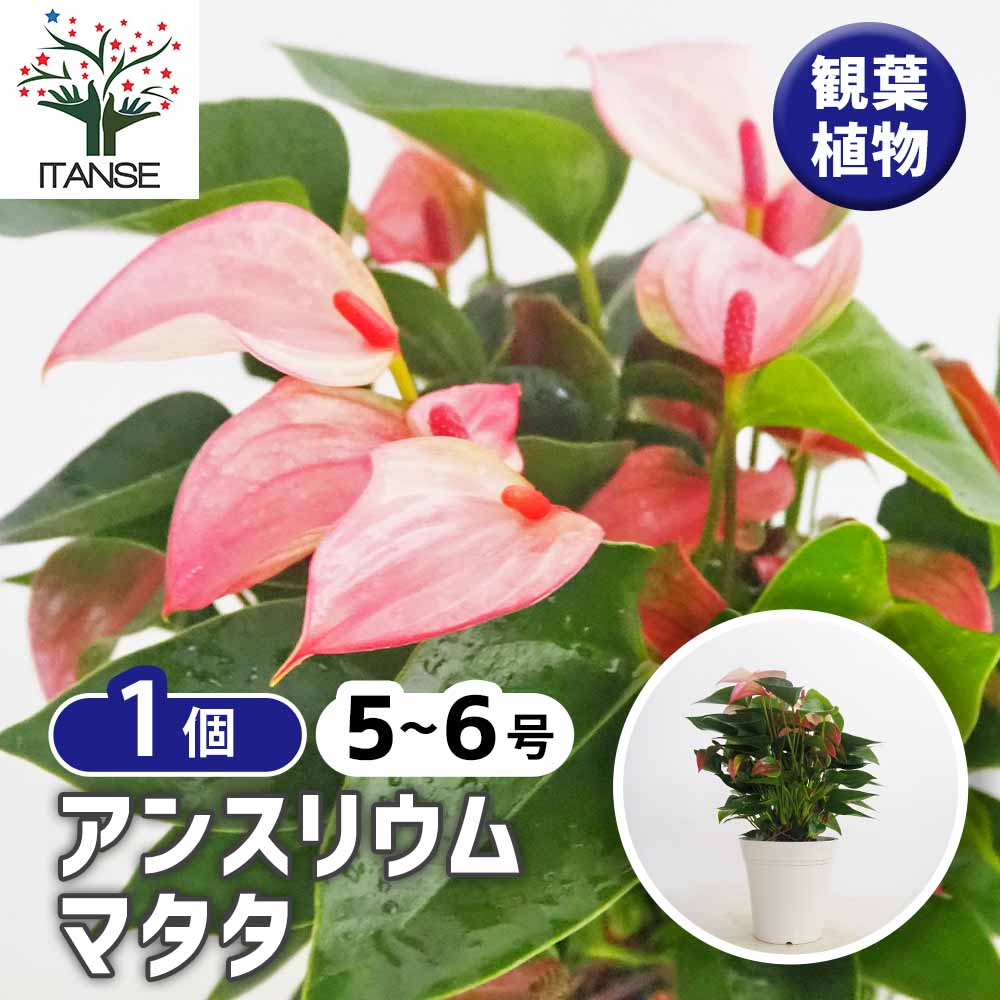 アンスリウム マタタ 【観葉植物 5号／1個売り】｜ 【植物の