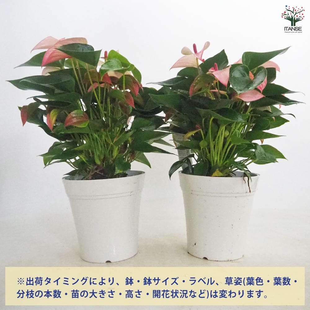 アンスリウム マタタ 【観葉植物 5号／1個売り】｜ 【植物の