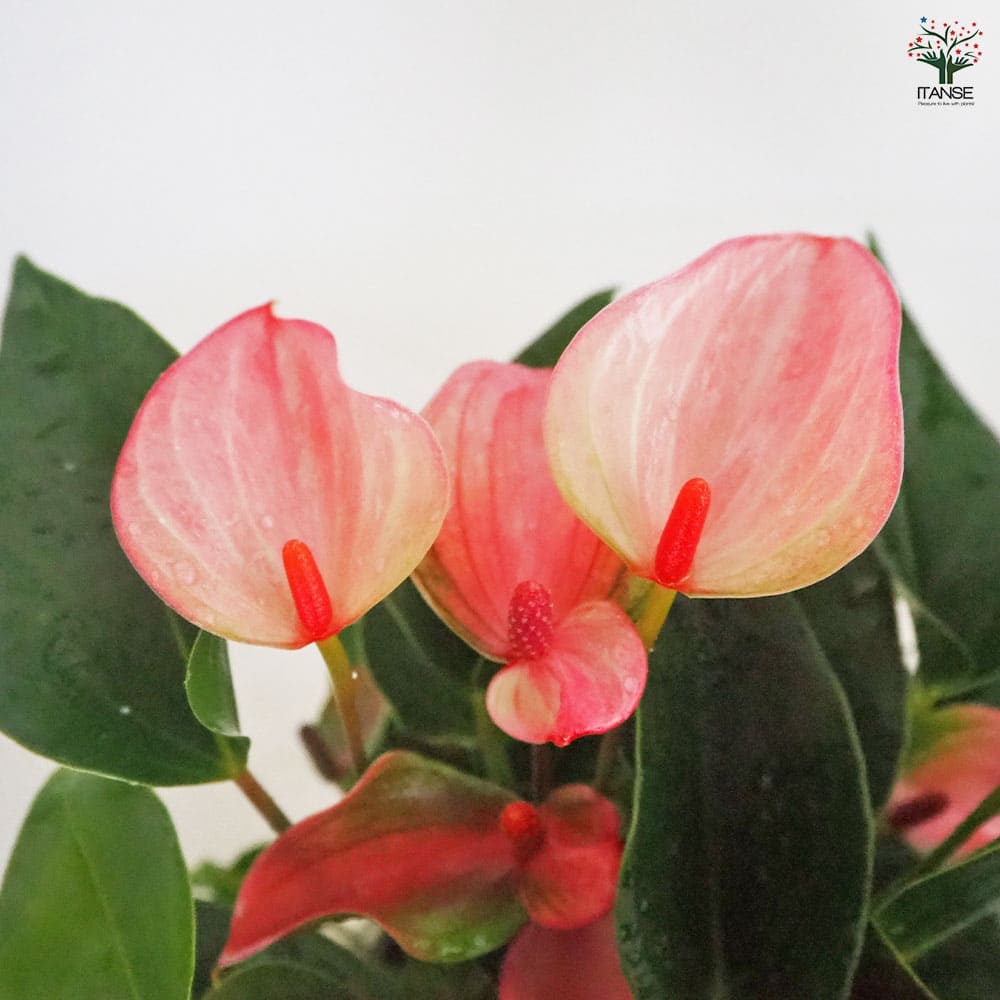 アンスリウム マタタ 【観葉植物 5号／1個売り】｜ 【植物の