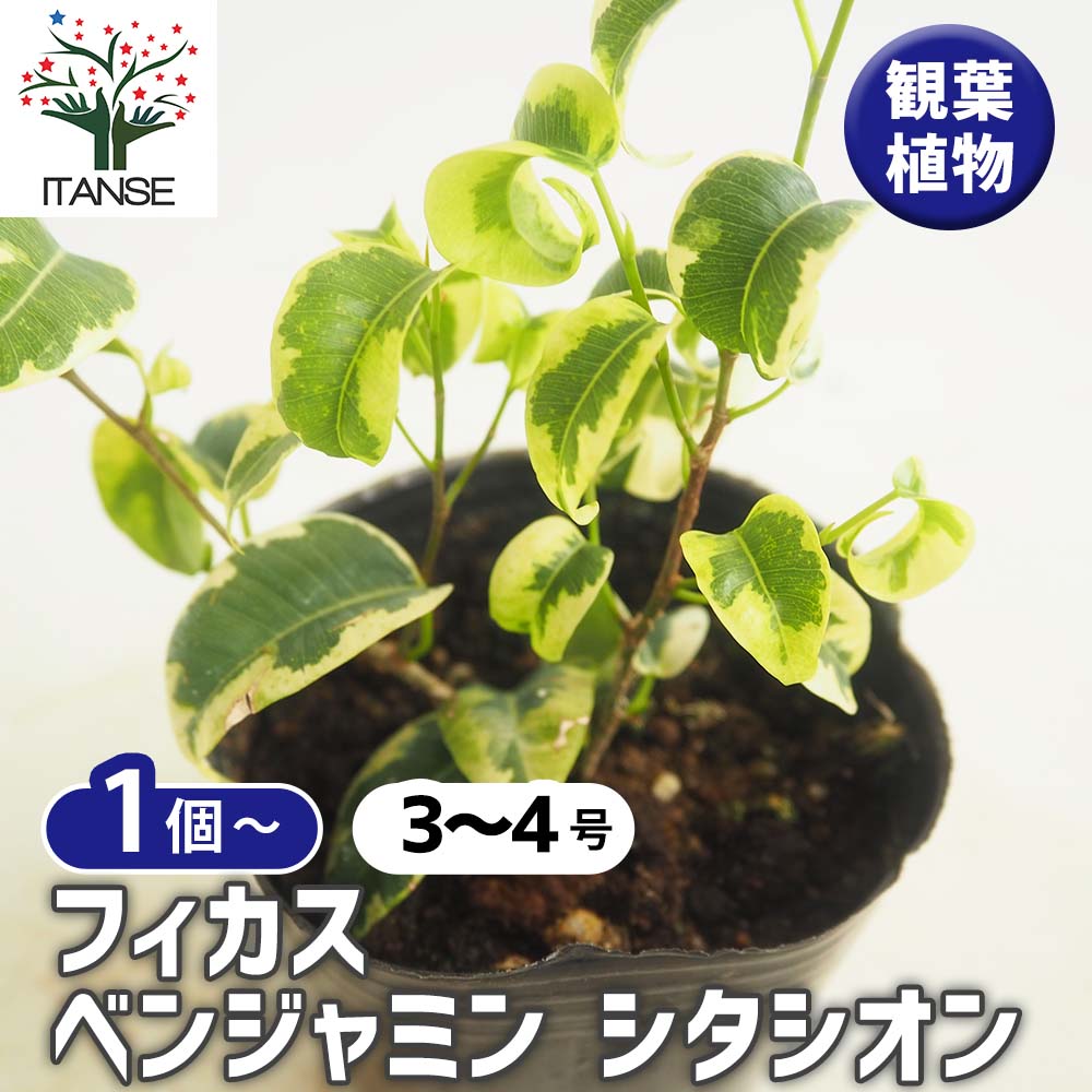 フィカス ベンジャミン シタシオン 【観葉植物 3号】｜ 【植物の
