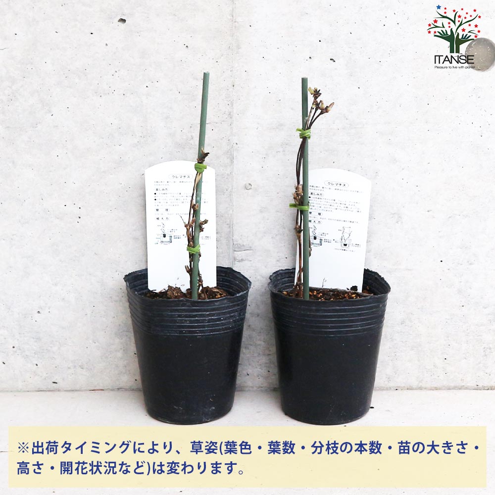 クレマチス 穂高(ほたか)【花苗 3.5号ロングポット／1個売り